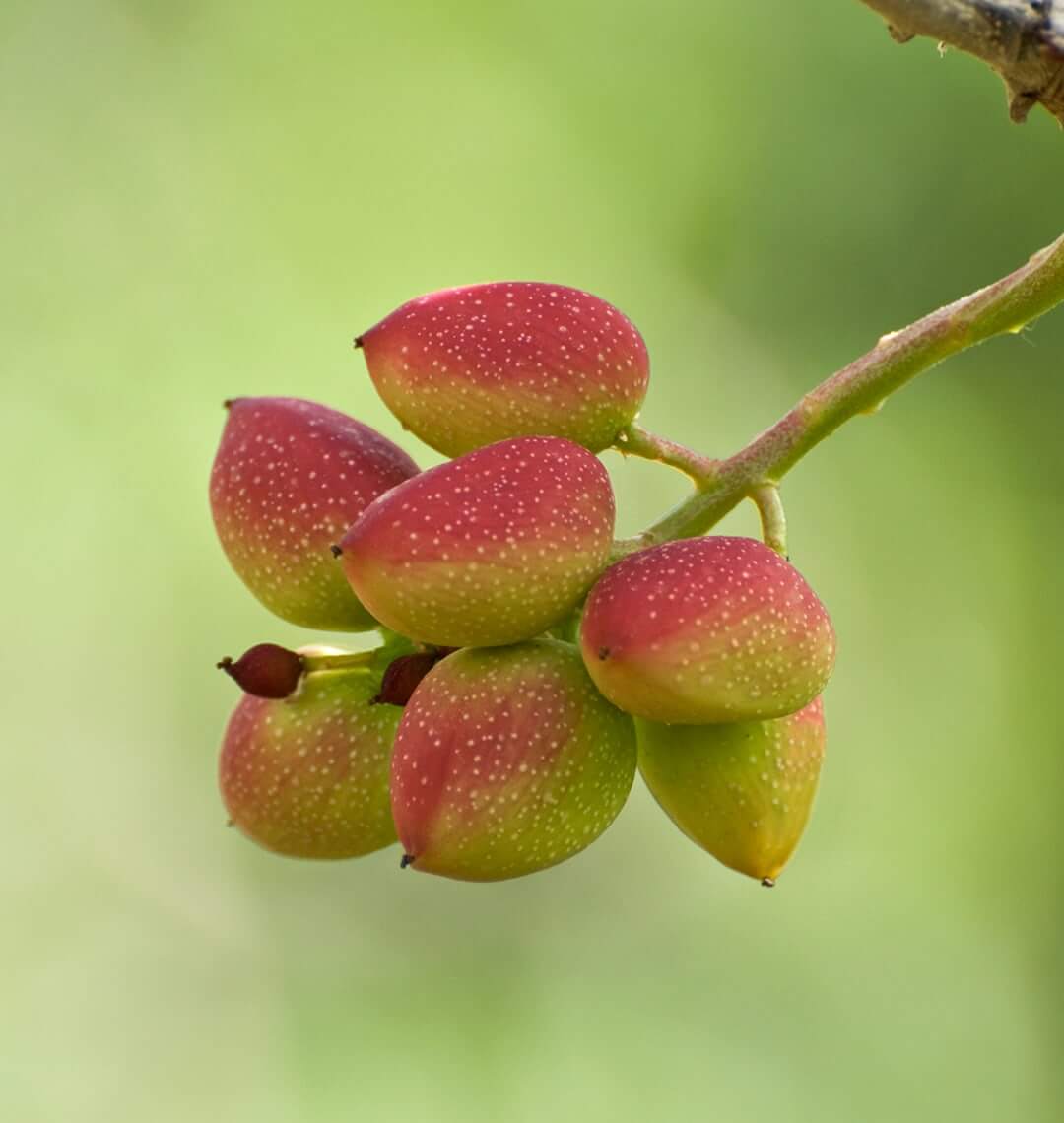 branch of pistachios